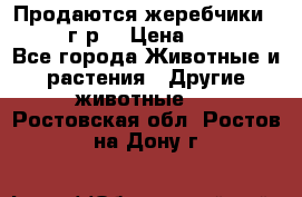 Продаются жеребчики 14,15 16 г.р  › Цена ­ 177 000 - Все города Животные и растения » Другие животные   . Ростовская обл.,Ростов-на-Дону г.